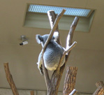 木の上で寝てるコアラ