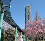 スカイタワーと桜