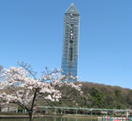 スカイタワーと桜